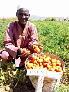 Fruits from plot with NPK fertilizer application