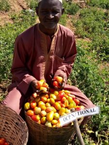 Farmers displaying fruits from OCP National experimental plot