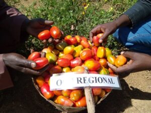 Fruits from OCP regional experimental plot