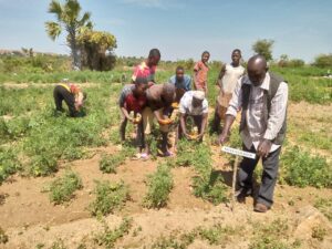 Harvesting from plot with no fertilizer application during field visit