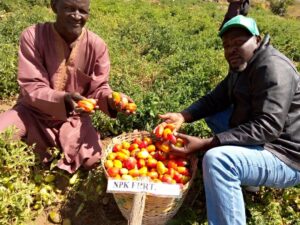 Mallam Abubakar Musa (Farmer) and Mr. Nasir Usman displaying tomato fruit harvested from plots under NPK fertilizers 